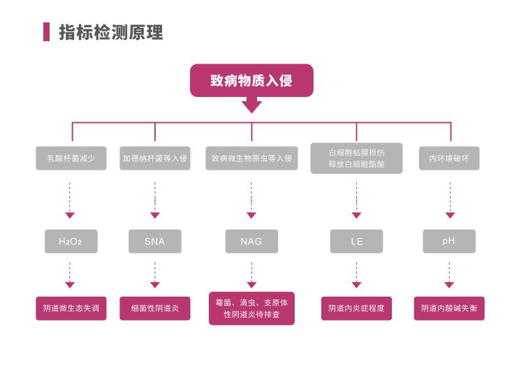 全自动阴道炎香蕉国产精品LTS-V400指标检测原理